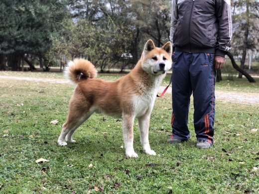Eğitimli Akita İnu 
