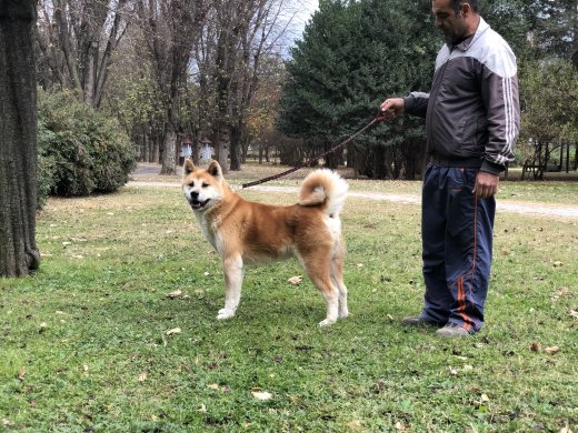 Eğitimli Akita İnu 