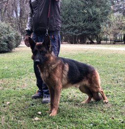  Eğitimli Alman Çoban Köpeği