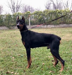  Eğitimli Doberman