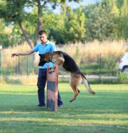  Eğitimli Köpeklerimiz