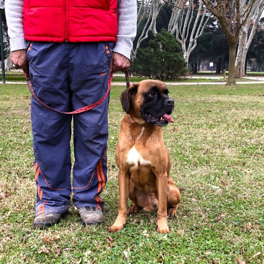 Eğitimli Köpeklerimiz 