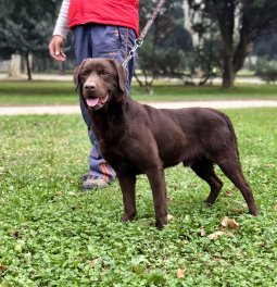  Eğitimli Labrador Retriever