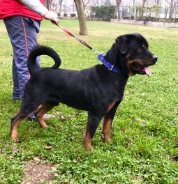  Eğitimli Rottweiler
