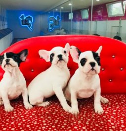 Fransız Bulldog Yavruları
