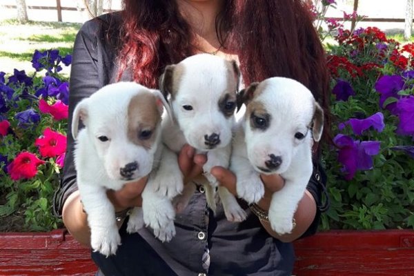  Jack Russel Yavruları