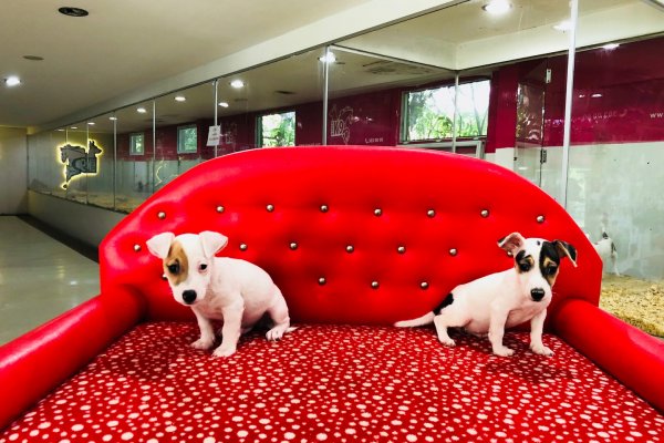  Jack Russel Yavruları