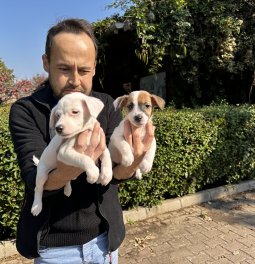Jack Russell Yavru Köpeklerimiz