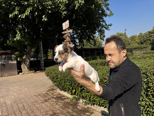 Jack Russell Yavru Köpeklerimiz 