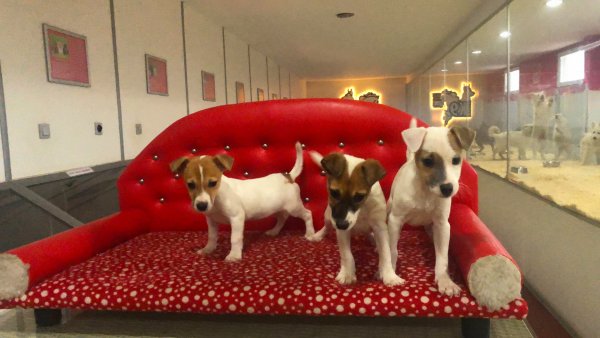 Jack Russell Yavruları 