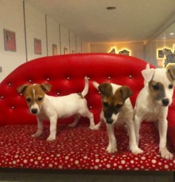 Jack Russell Yavruları
