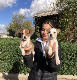  Jack Russell Yavrularımız