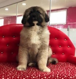 Kafkas Çoban Köpeği  Yavruları