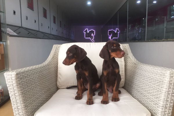  Kızıl Doberman Yavruları