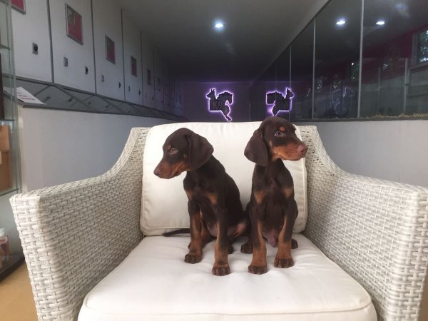 Kızıl Doberman Yavruları 