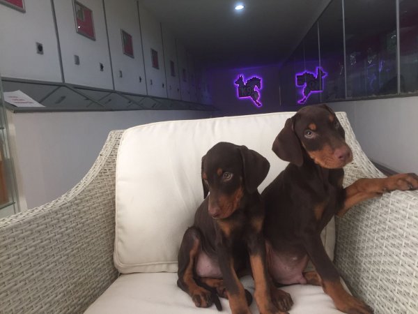 Kızıl Doberman Yavruları 