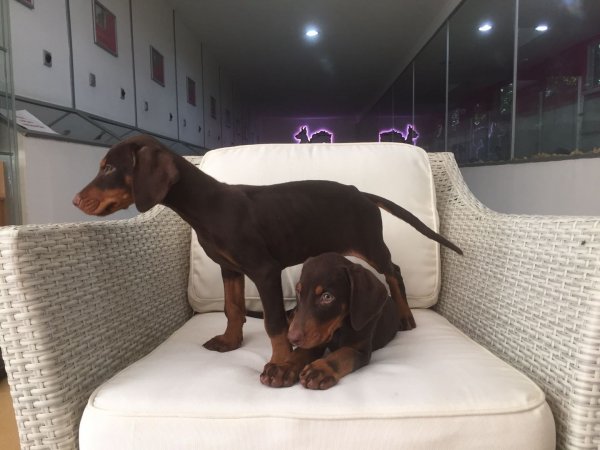 Kızıl Doberman Yavruları 