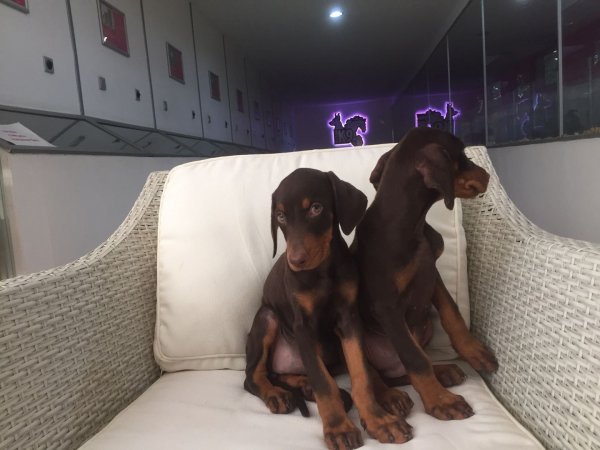 Kızıl Doberman Yavruları 
