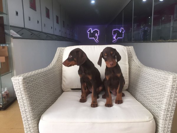 Kızıl Doberman Yavruları 