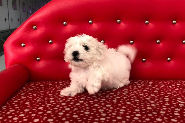 Maltese Terrier Yavru