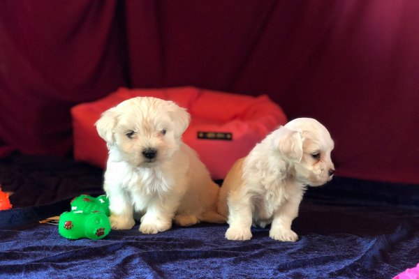  Maltese Terrier Yavruları