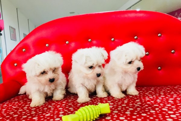  Maltese Terrier Yavruları