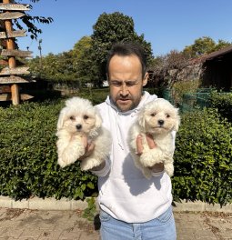 Maltese Terrier Yavrularımız