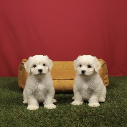 Pamuk Gibi Maltese Terrier Yavruları 