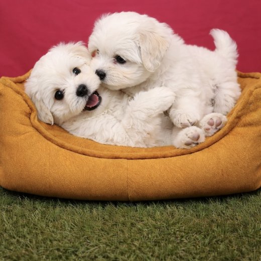 Pamuk Gibi Maltese Terrier Yavruları 
