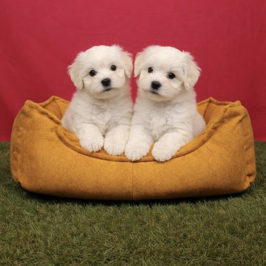 Pamuk Gibi Maltese Terrier Yavruları 
