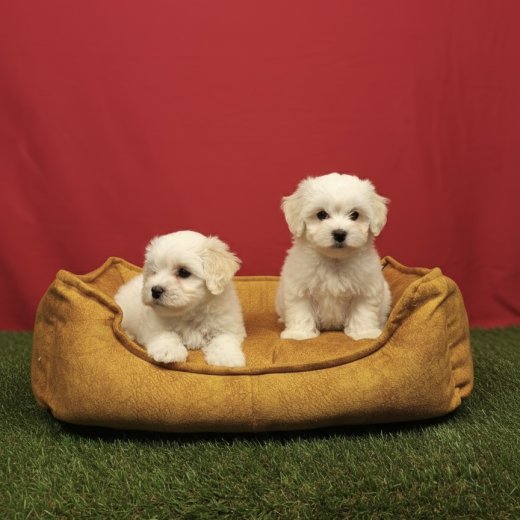 Pamuk Gibi Maltese Terrier Yavruları 