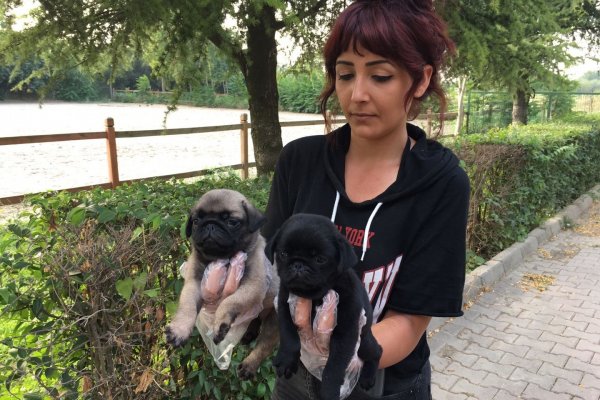  Pug Mops Yavruları