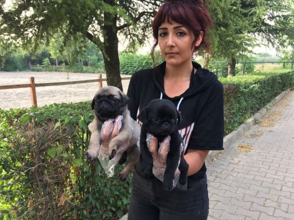 Pug Mops Yavruları 