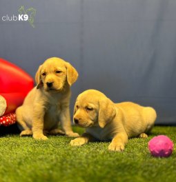 Renk Renk Labrador Yavrularımız