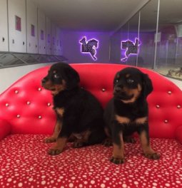 Rottweiler Yavruları