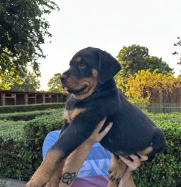 Rottweiler Yavrularımız