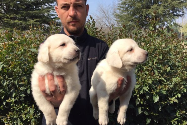  Satılık Akbaş Kangal Yavruları