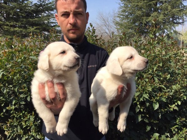 Satılık Akbaş Kangal Yavruları 