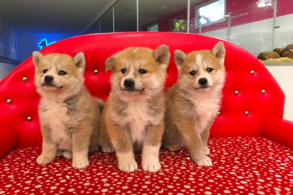  Satılık Akita İnu Yavruları