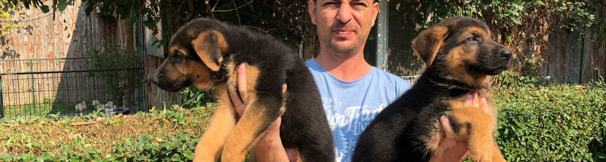 Satılık Alman Çoban Köpeği Yavruları resmi