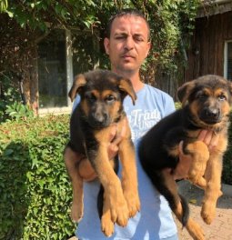 Satılık Alman Çoban Köpeği Yavruları