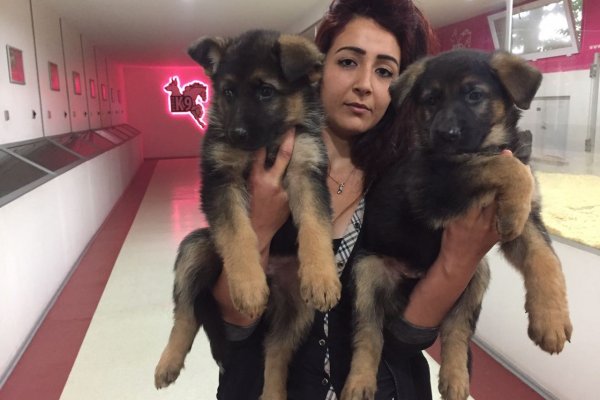  Satılık Alman Kurdu Yavruları