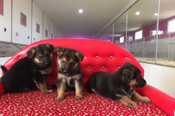  Satılık Alman Kurdu Yavruları