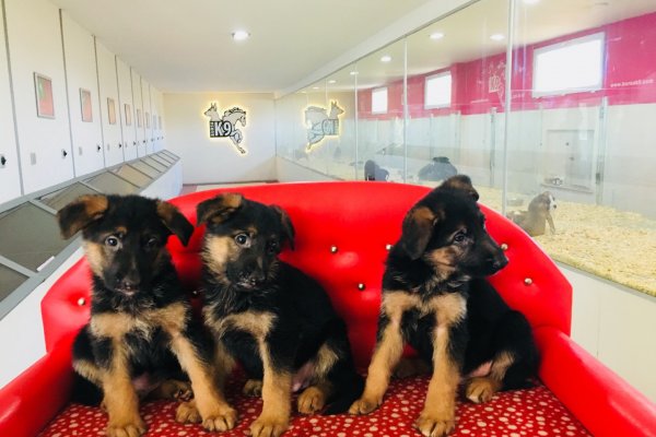  Satılık Alman Kurdu Yavruları