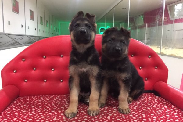  Satılık Alman Kurdu Yavruları