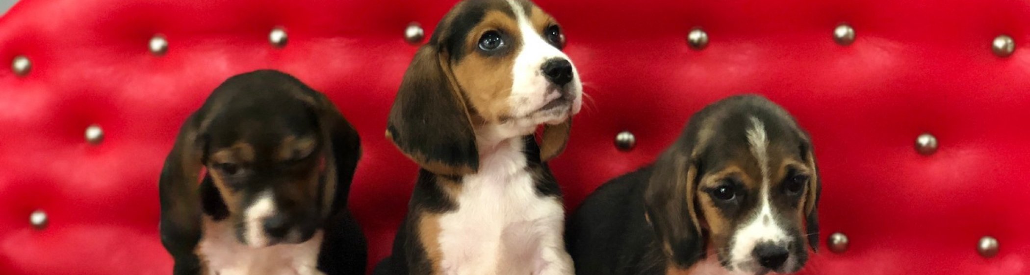 Satılık Beagle Yavruları resmi