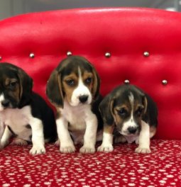 Satılık Beagle Yavruları