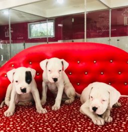 Satılık Beyaz Boxer Yavruları