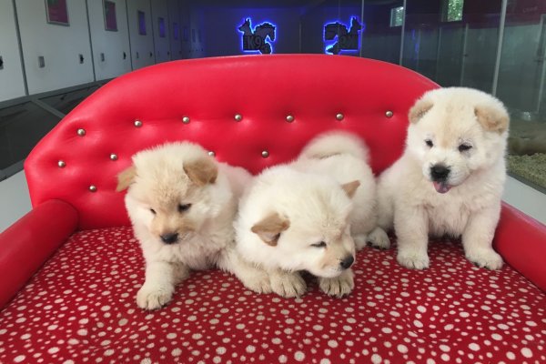  Satılık Beyaz Chow Chow Yavruları