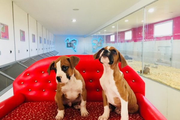  Satılık Boxer Yavruları